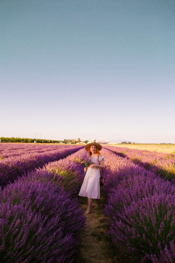 Enchanting Lavender Fields In California To Visit This Summer