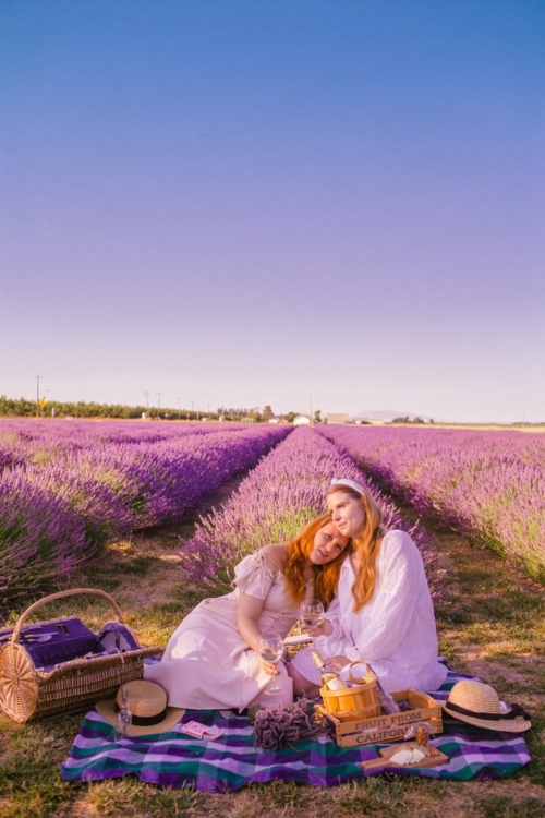 California S Dreamy Lavender Fields The Ultimate Guide To Summer Blooms