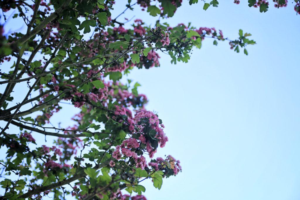 San Francisco Cherry Blossoms