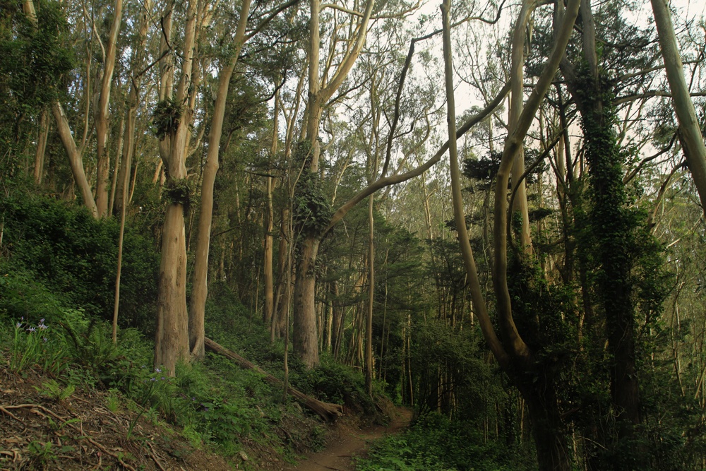 Whimsy Soul Sutro Forest