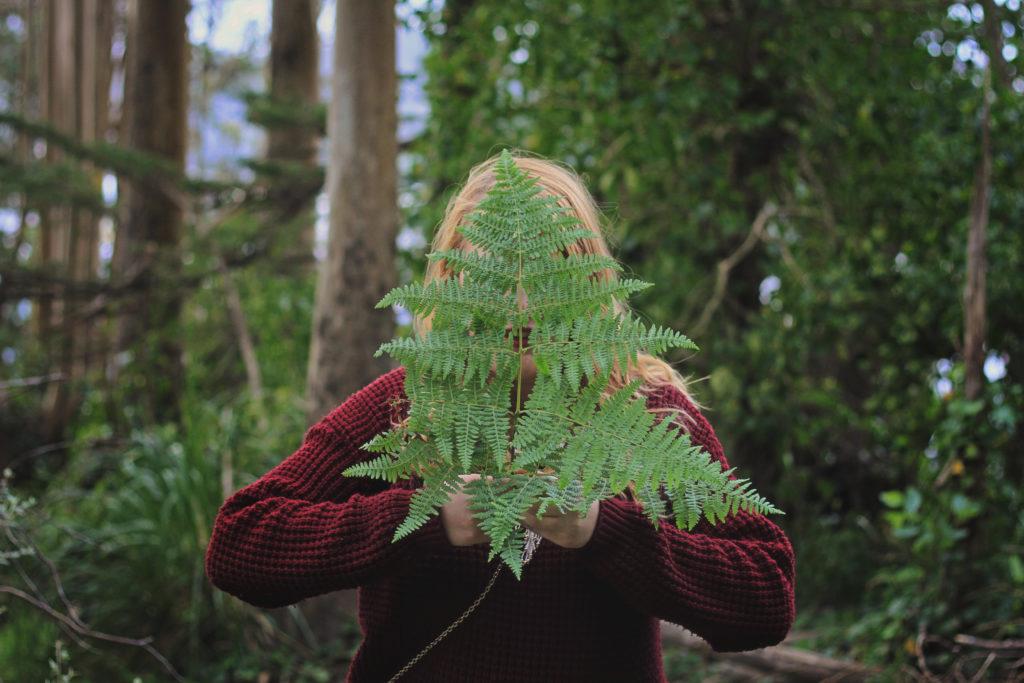 Sutro Forest