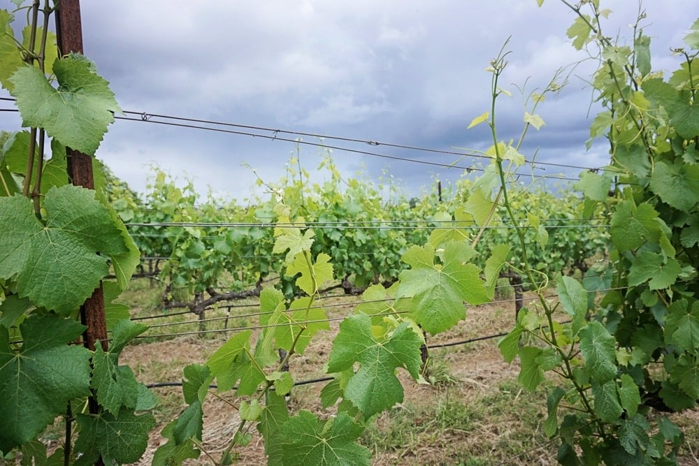 VML winery in Sonoma