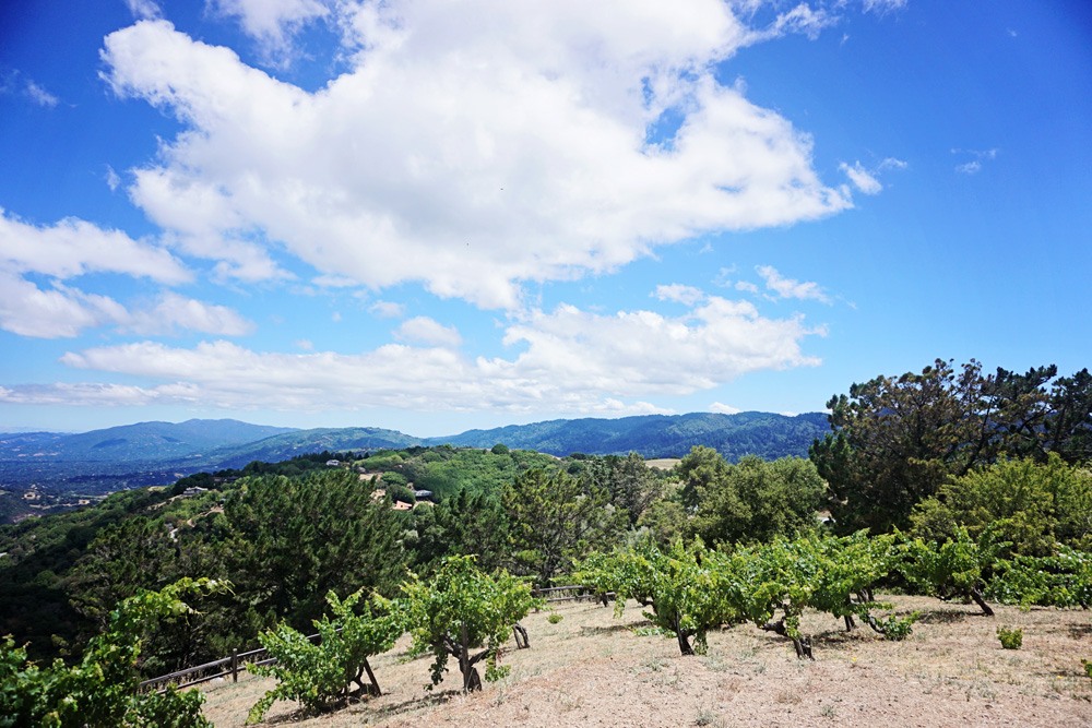 Ridge winery in Santa Cruz - the best view