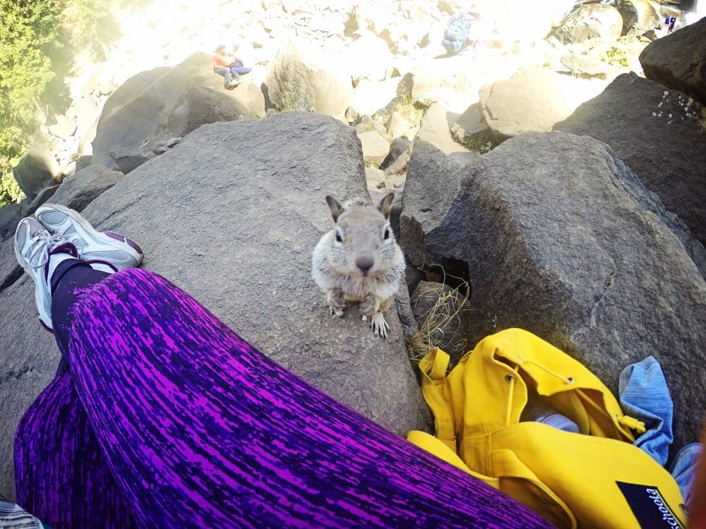 GoPro Squirrel in Yosemite