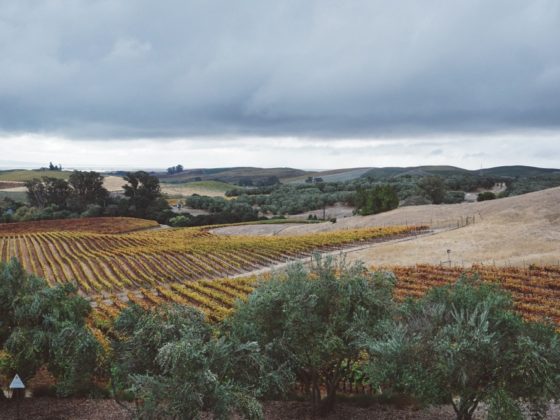 sonoma in harvest