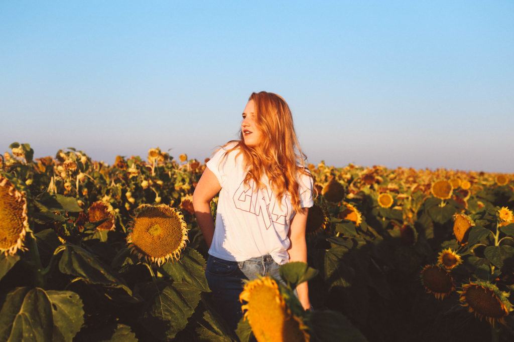 sunflower fields dixon