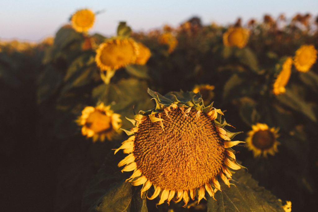 sunflower fields dixon