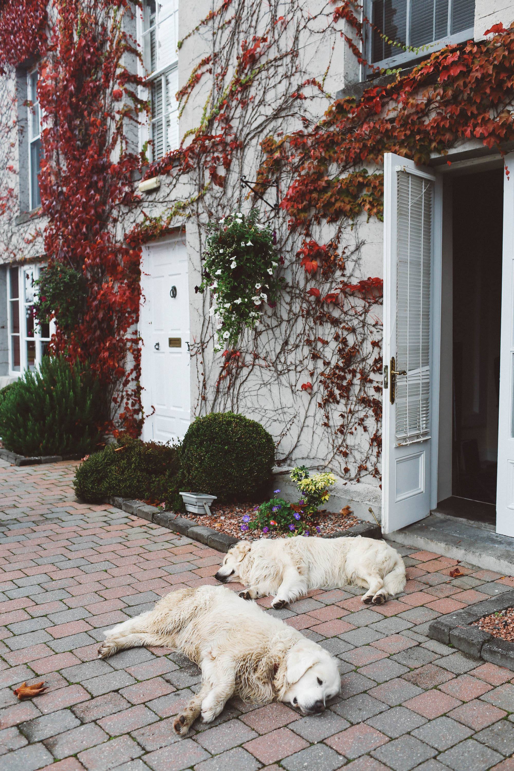 Killkenny hotel estate Lyrath dogs