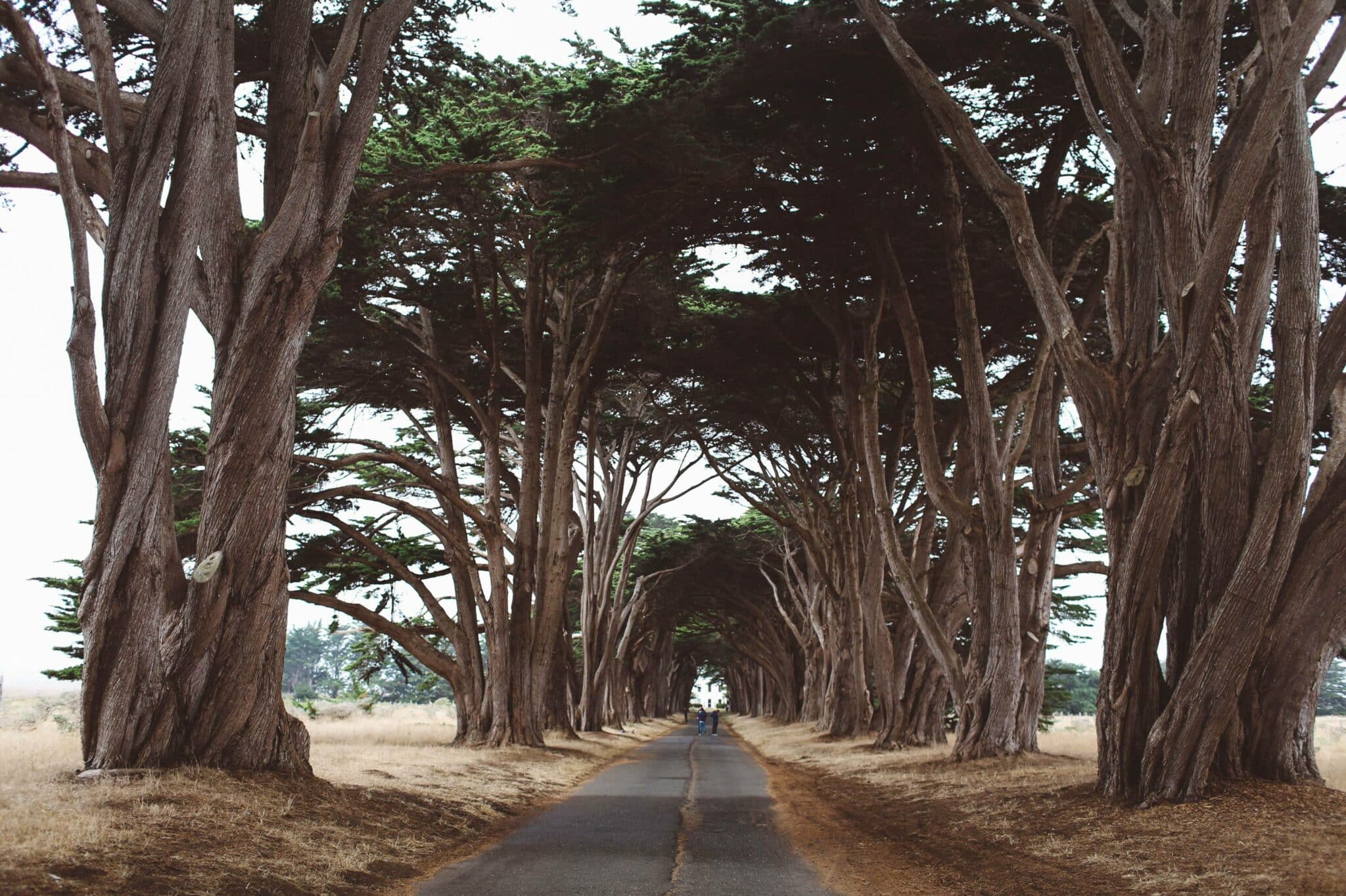 Cyprus Tree Tunnel Point Reyes