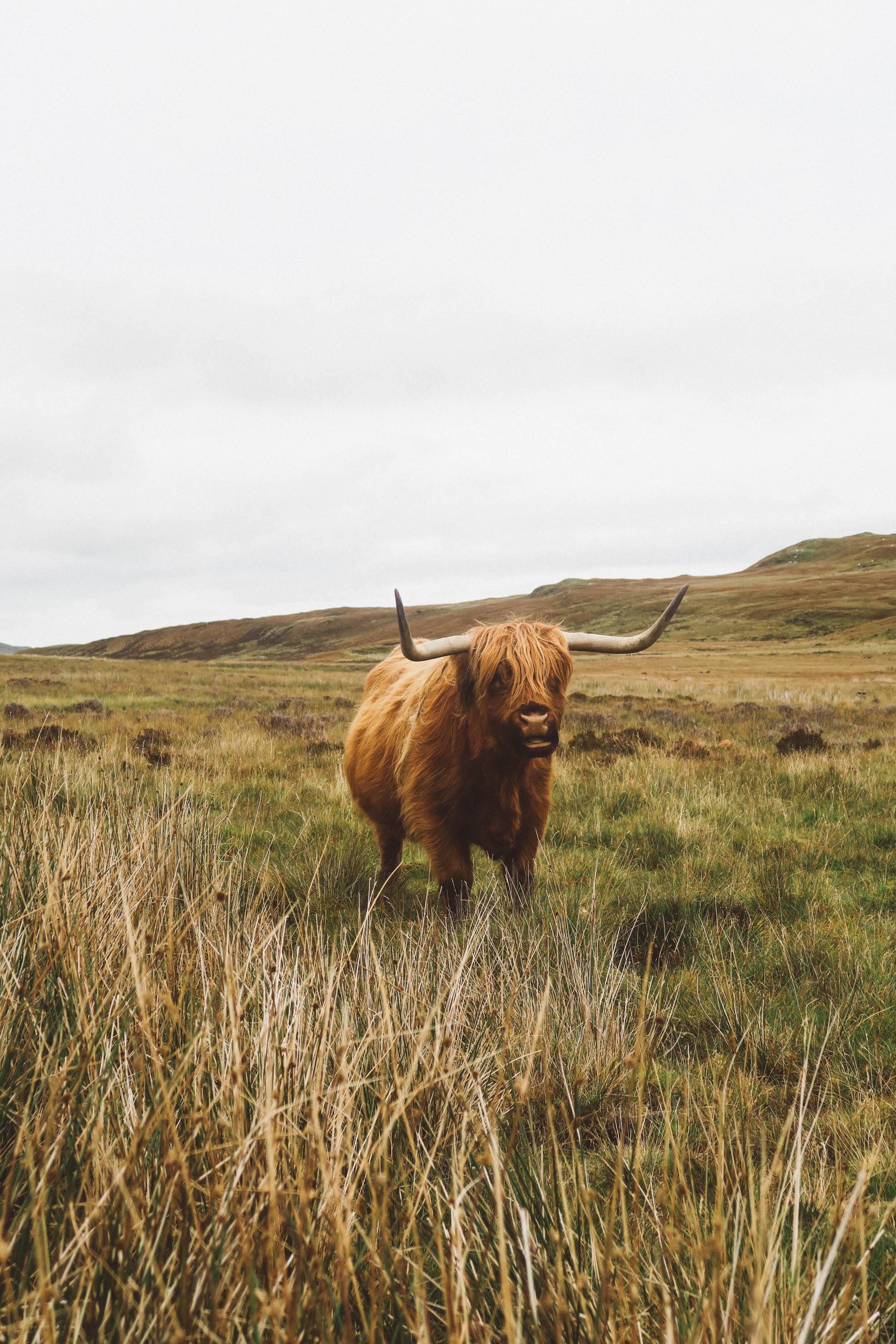 scotland highland cow