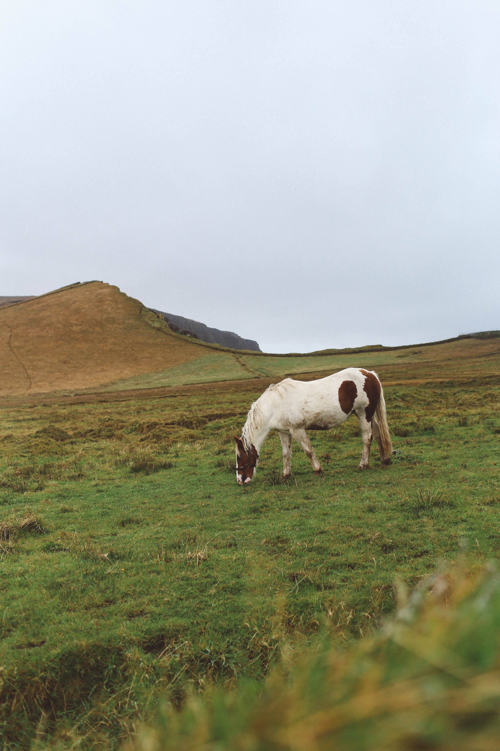 cliffs of moher ireland horse