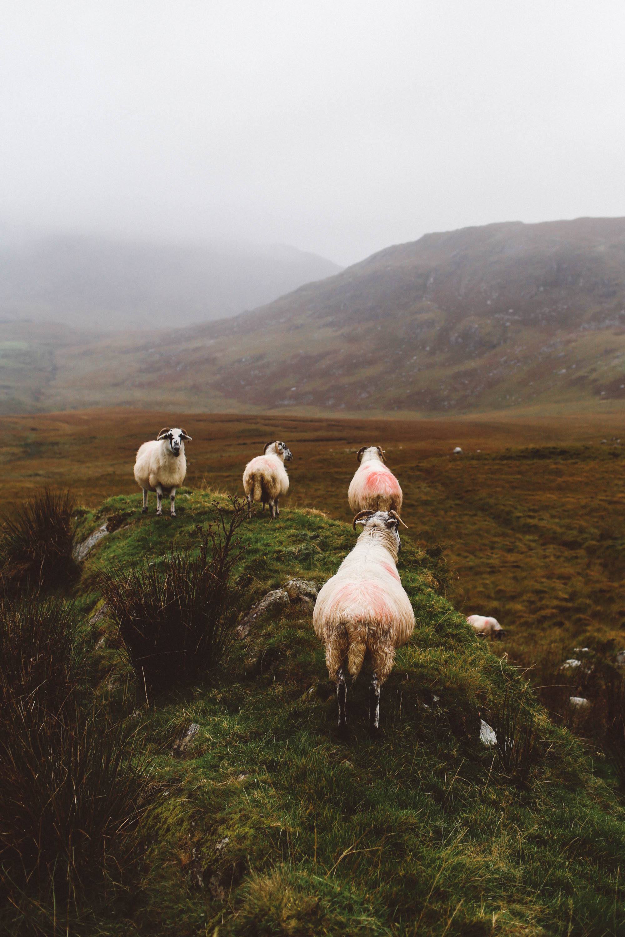 ring of kerry sheep