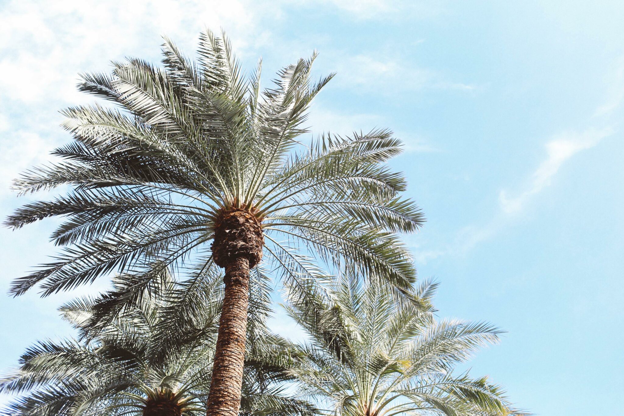 scottsdale hotel pool palm trees