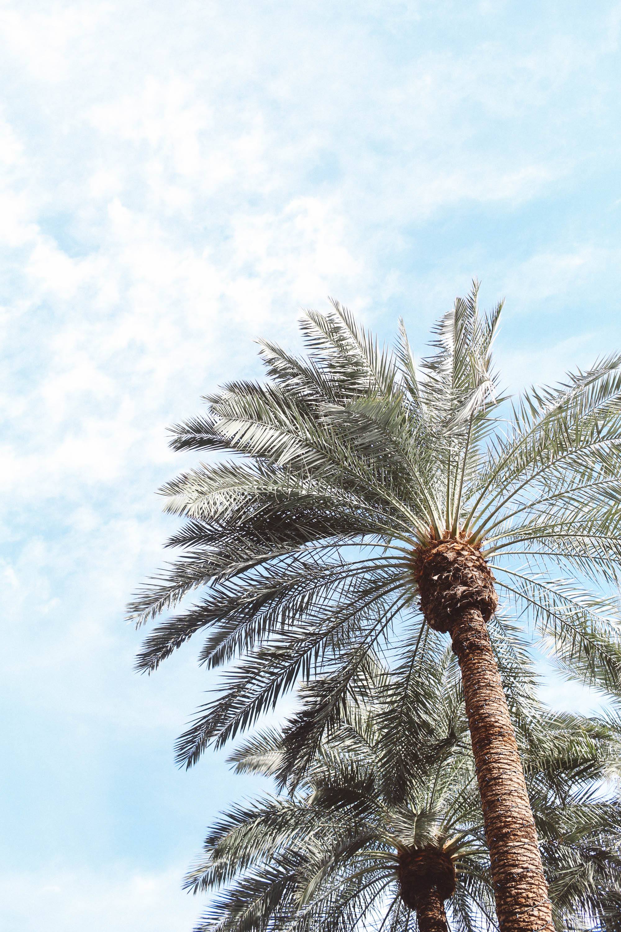 scottsdale hotel pool palm trees