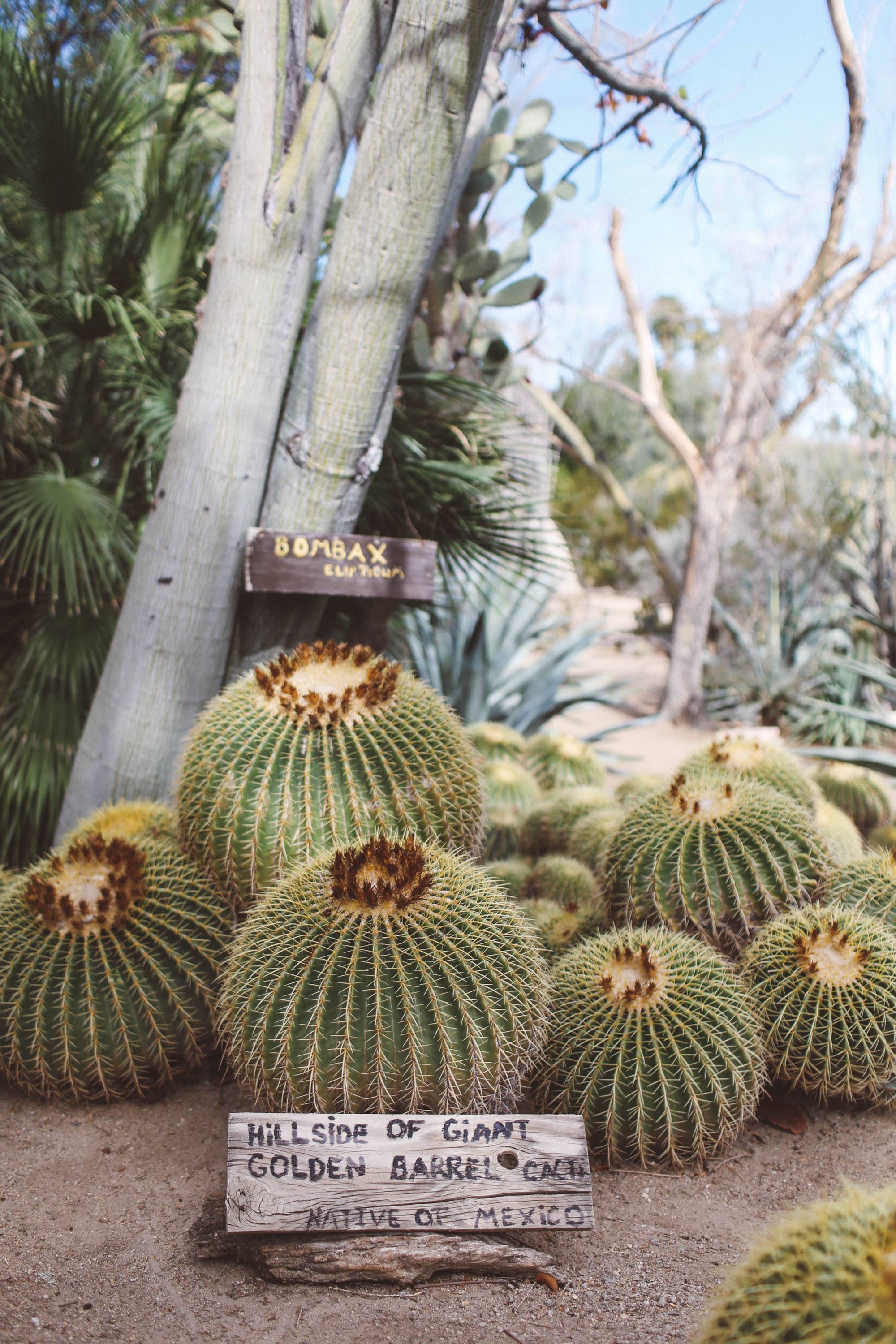  palm springs cactus garden