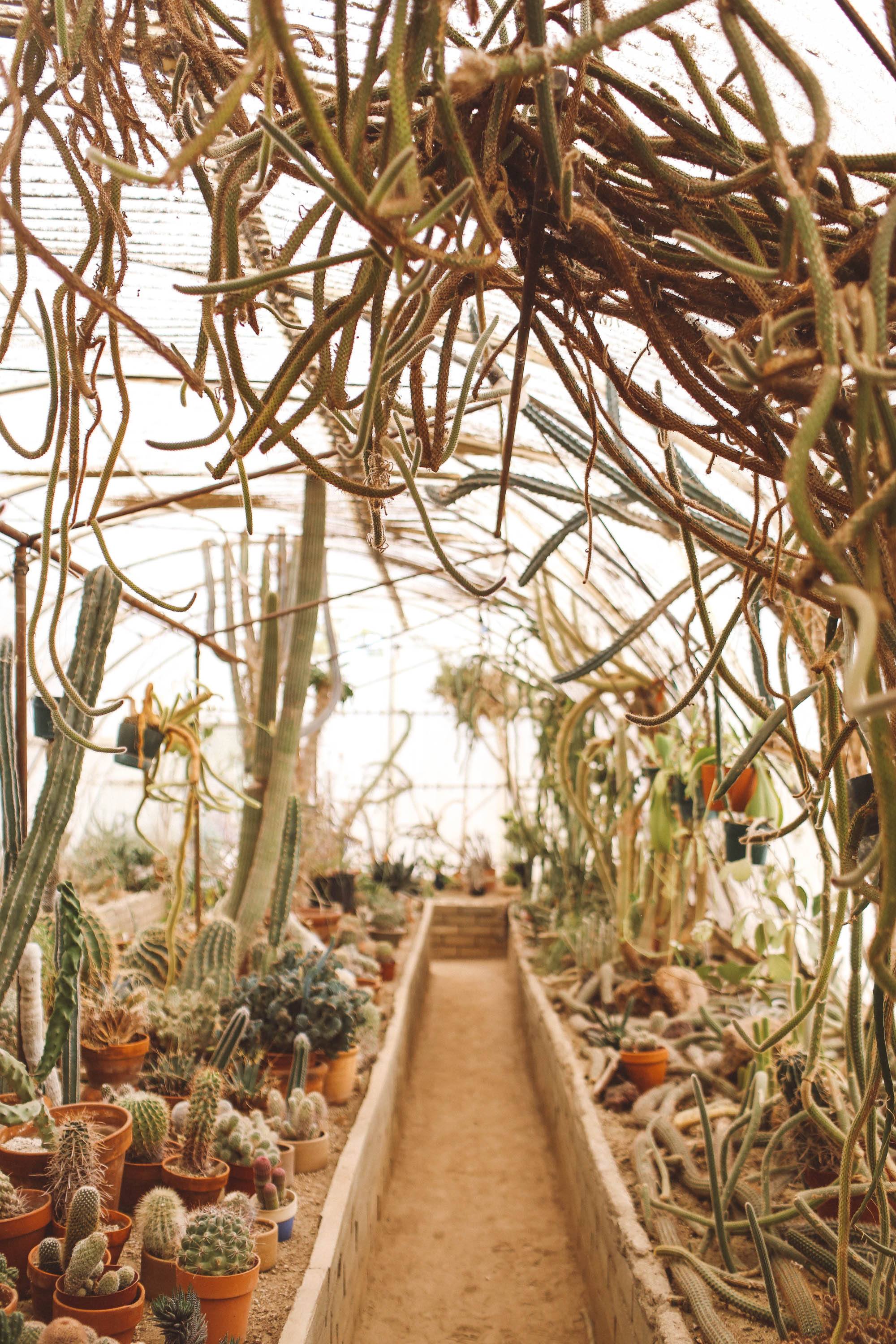  palm springs cactus garden