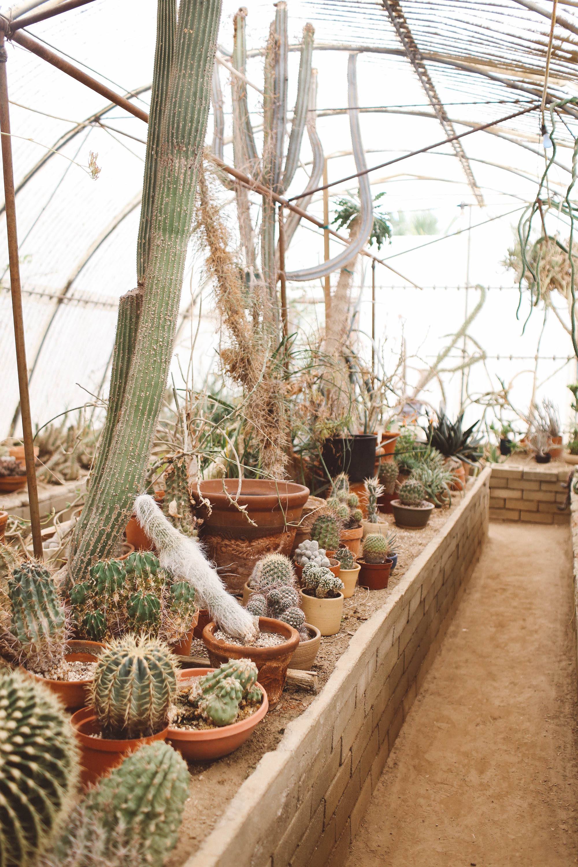 The Best Palm Springs Cactus Garden - Whimsy Soul