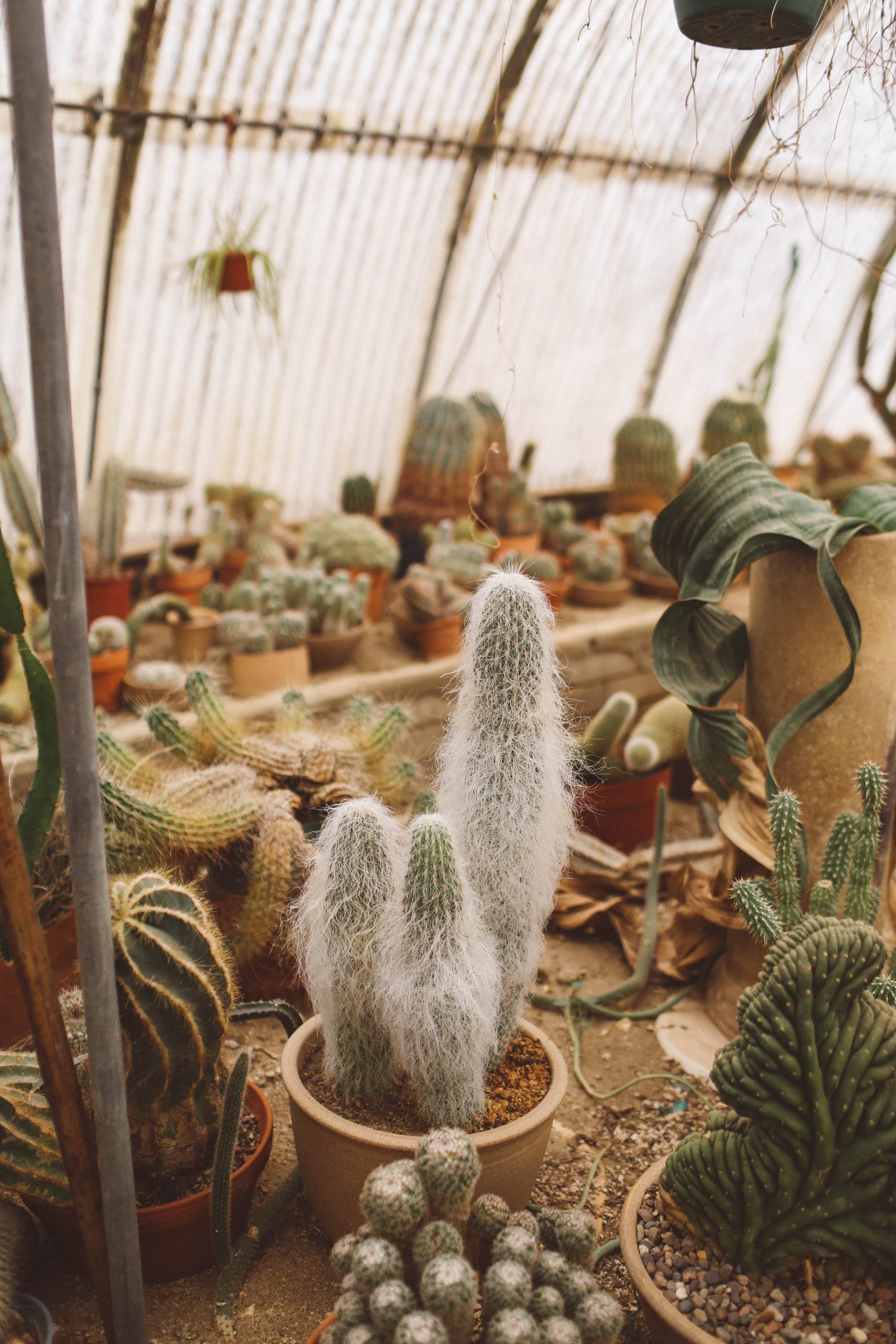  palm springs cactus garden