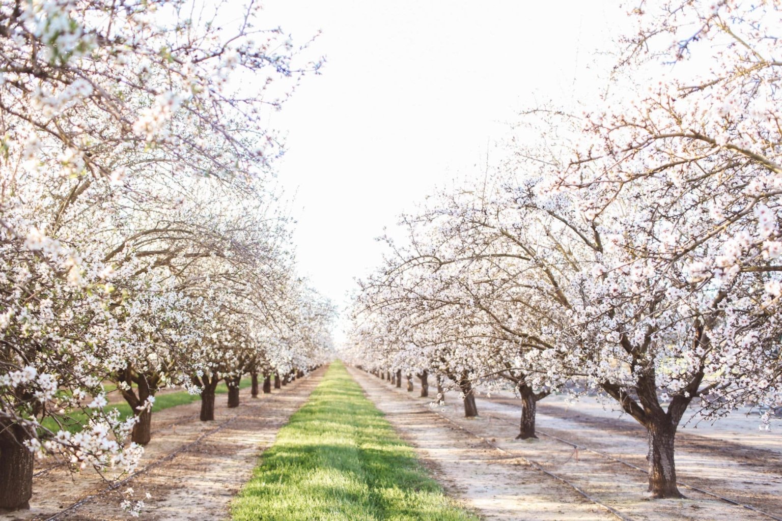 Best Almond Blossoms in California