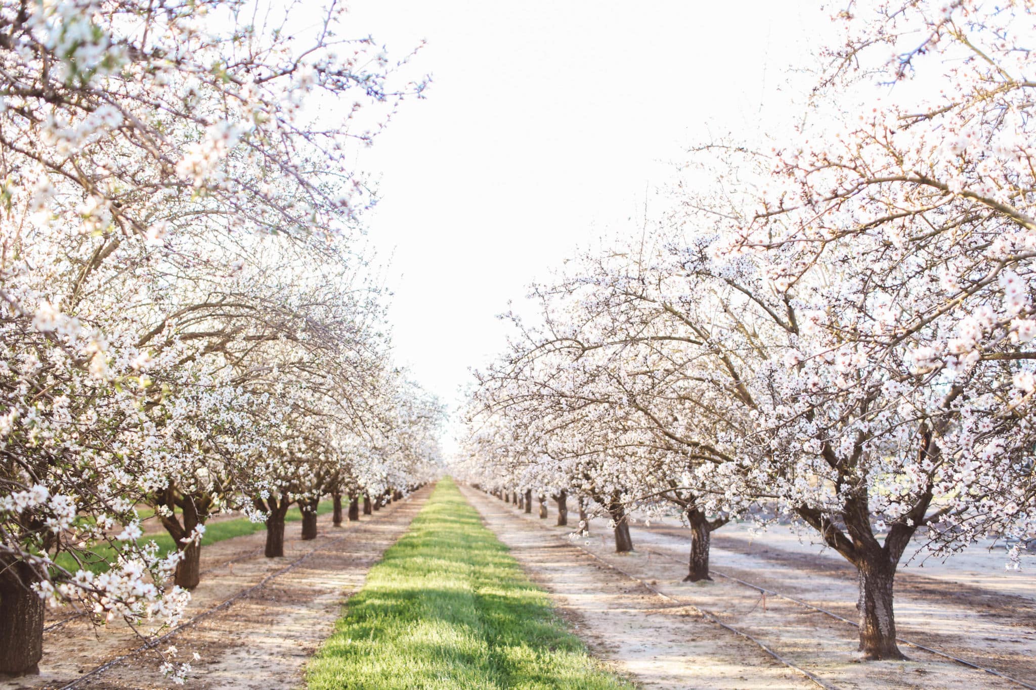 Where To Find Best Almond Blossoms in California (Legally!)