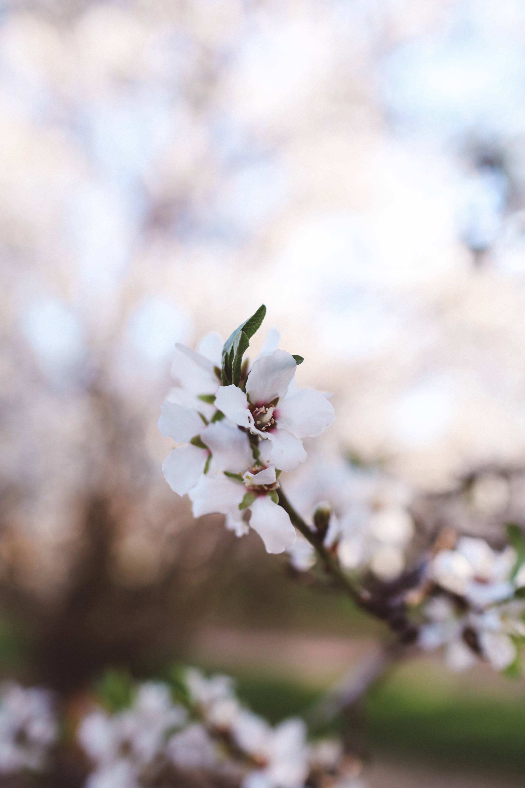 flowers almond blossoms california yellow dress