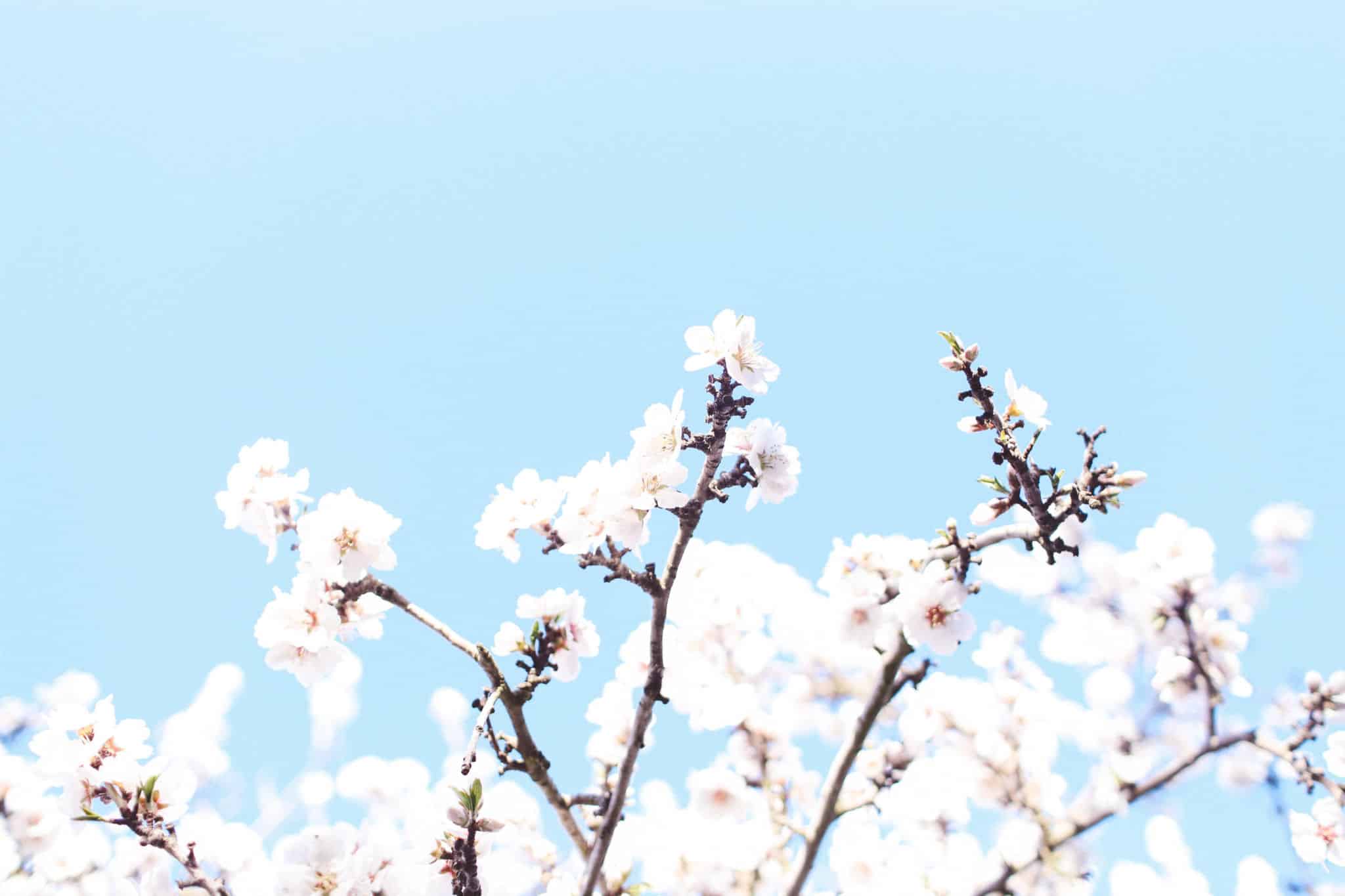 flowers almond blossoms california yellow dress