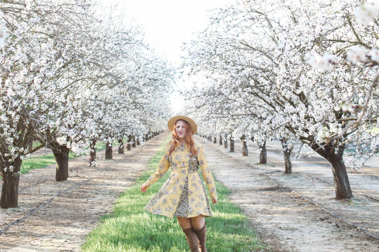 Best Almond Blossoms in California