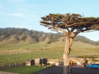 Lone tree at Newport Ranch in Mendocino