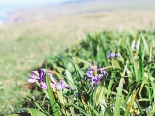 purple flowers at Newport Ranch in Mendocino