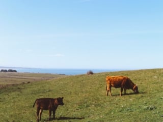 Cows at Newport Ranch in Mendocino