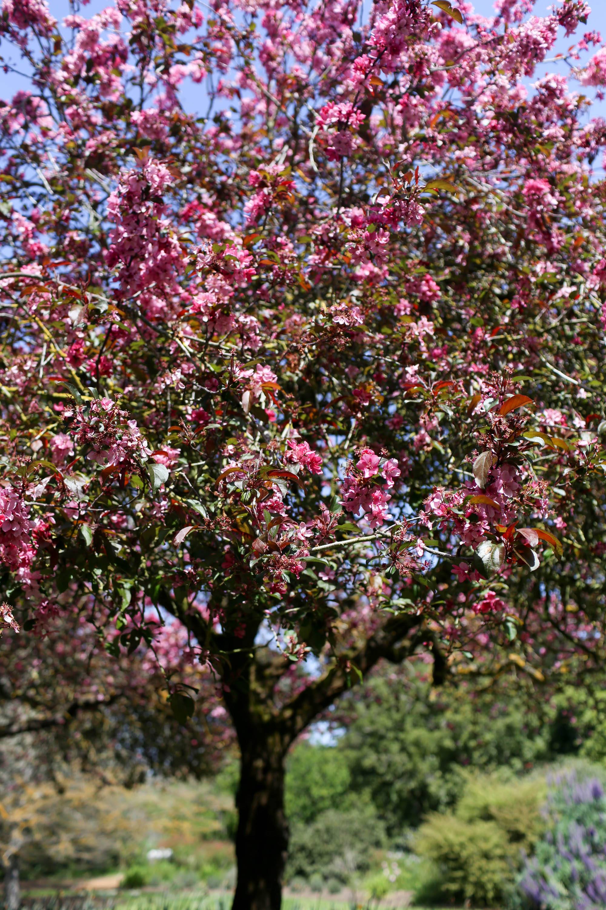 cherry blossoms