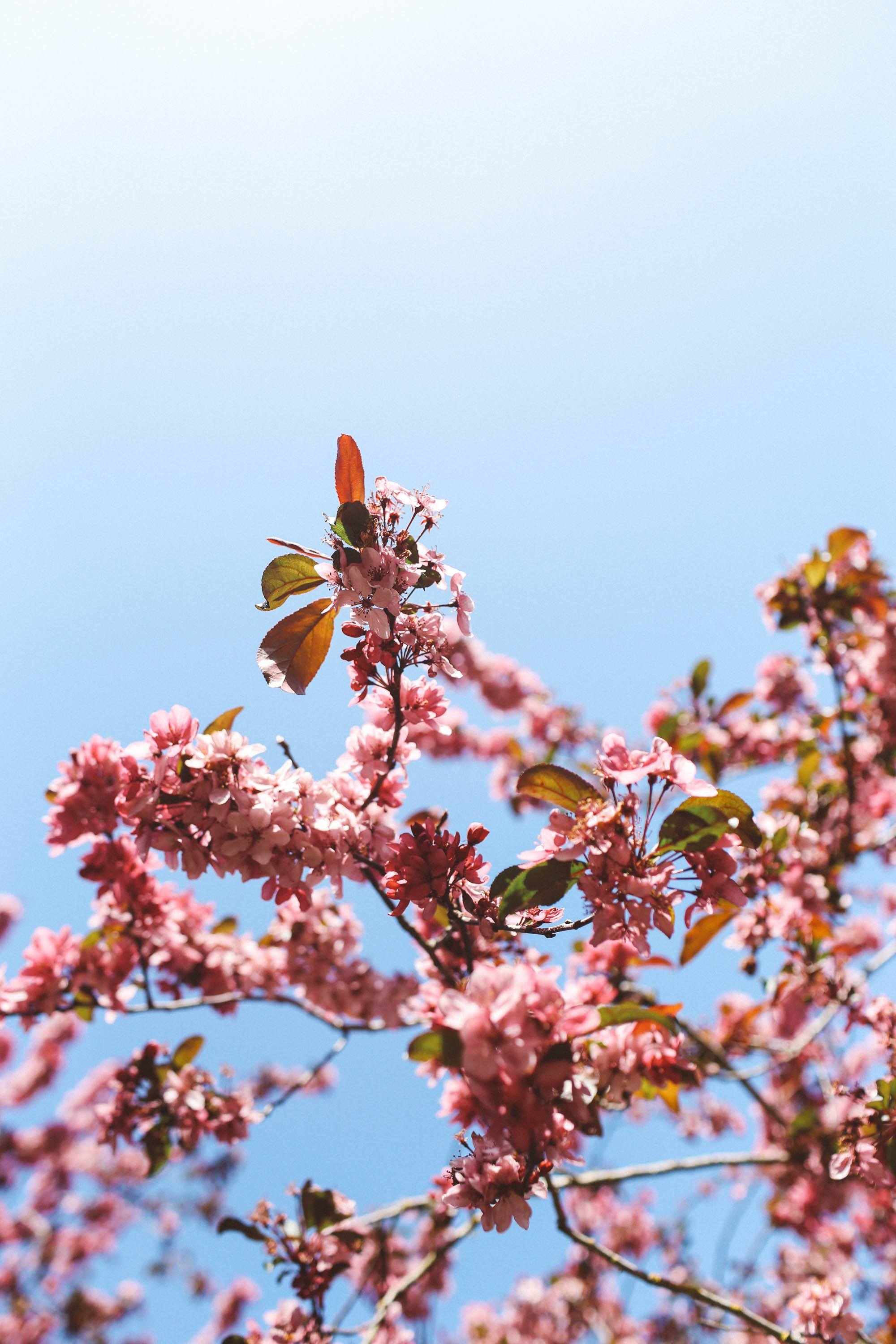 cherry blossoms