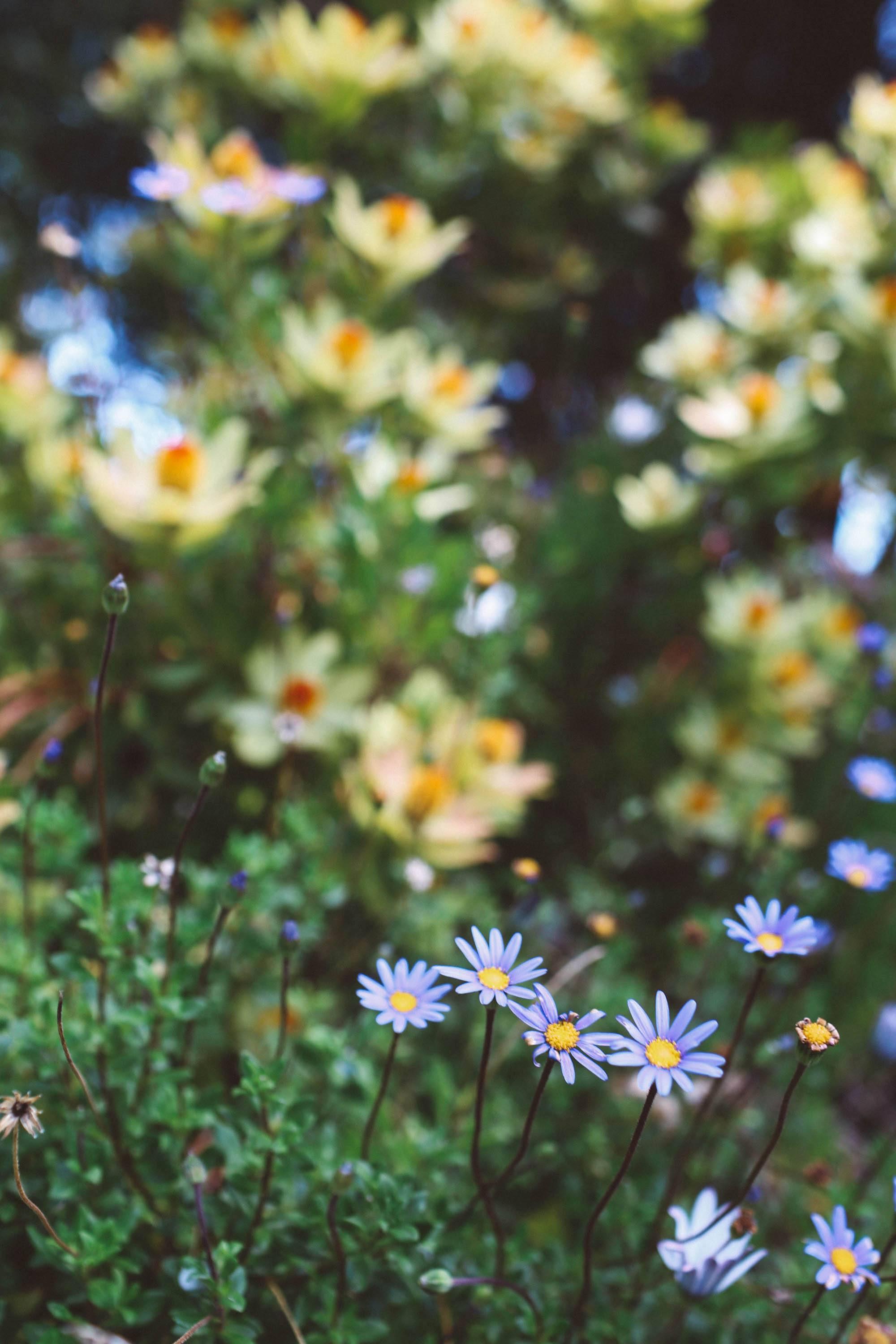 spring flowers san francisco