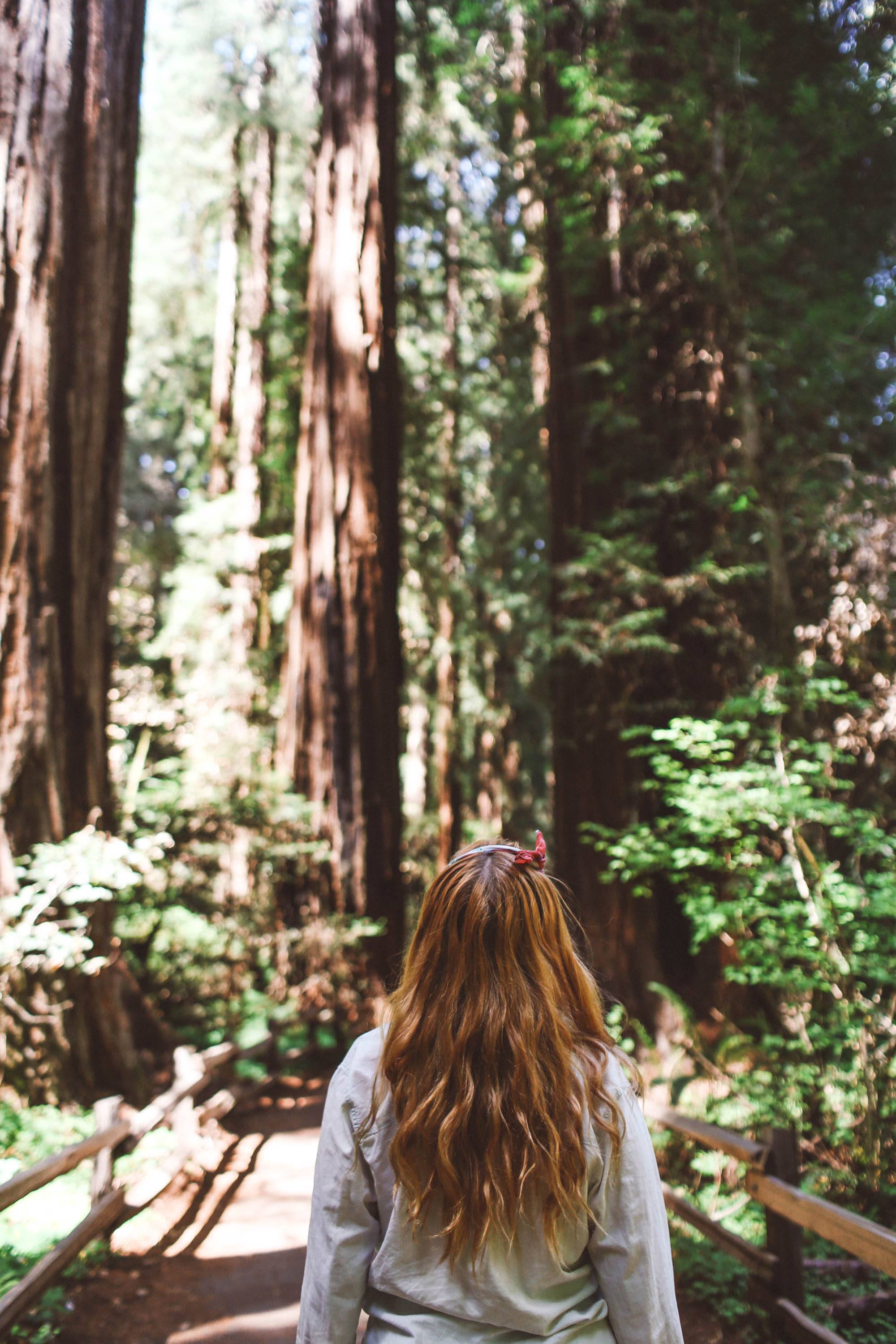 muir woods