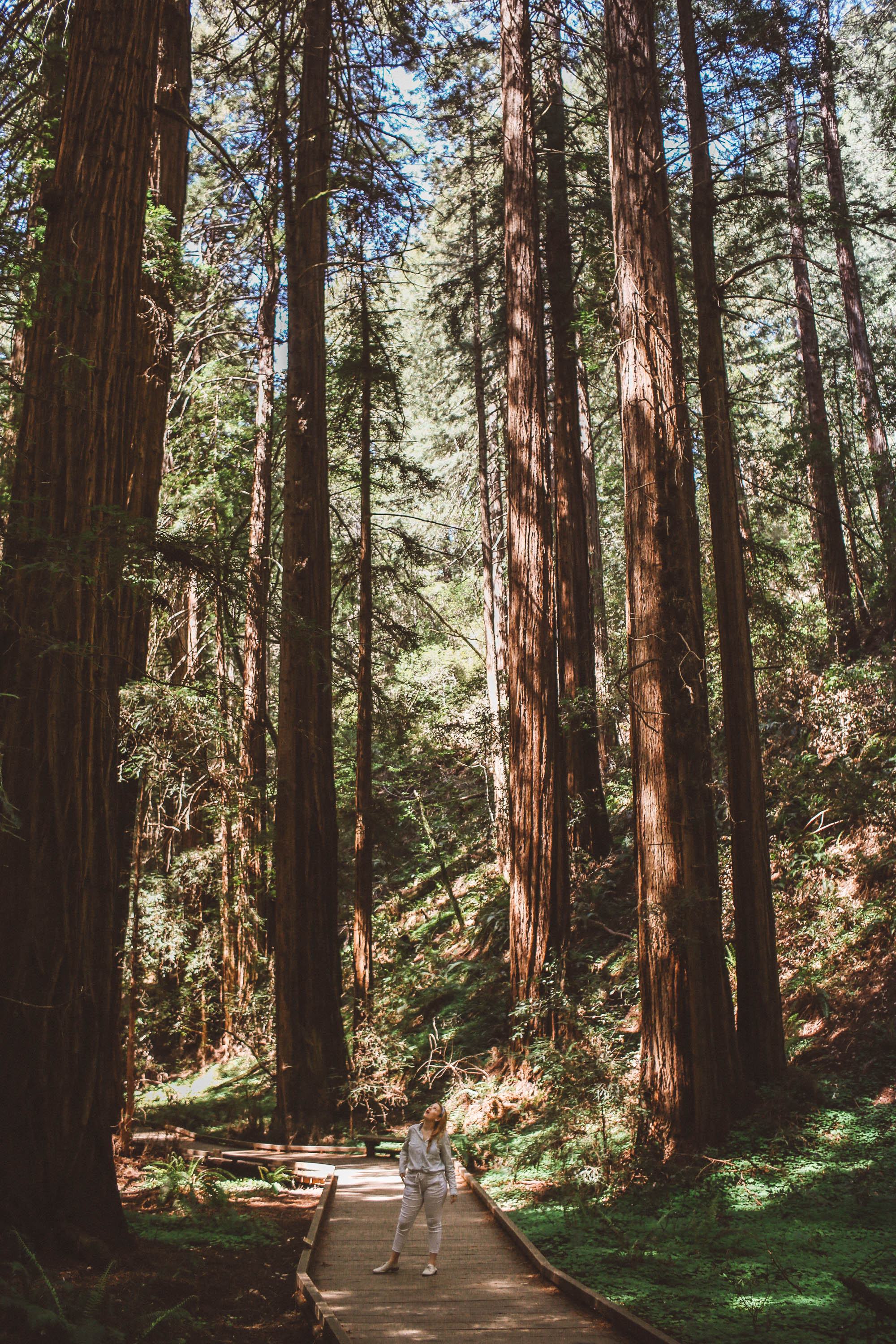 muir woods