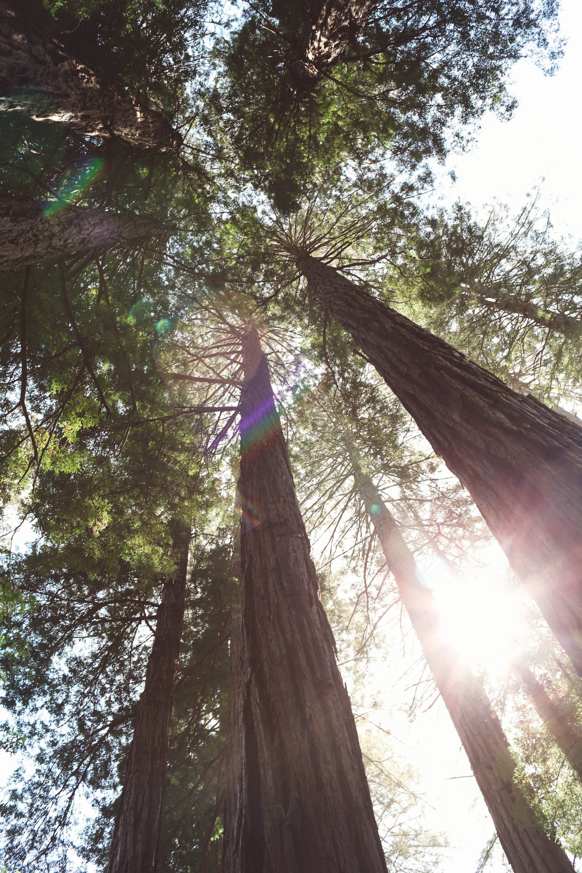 muir woods