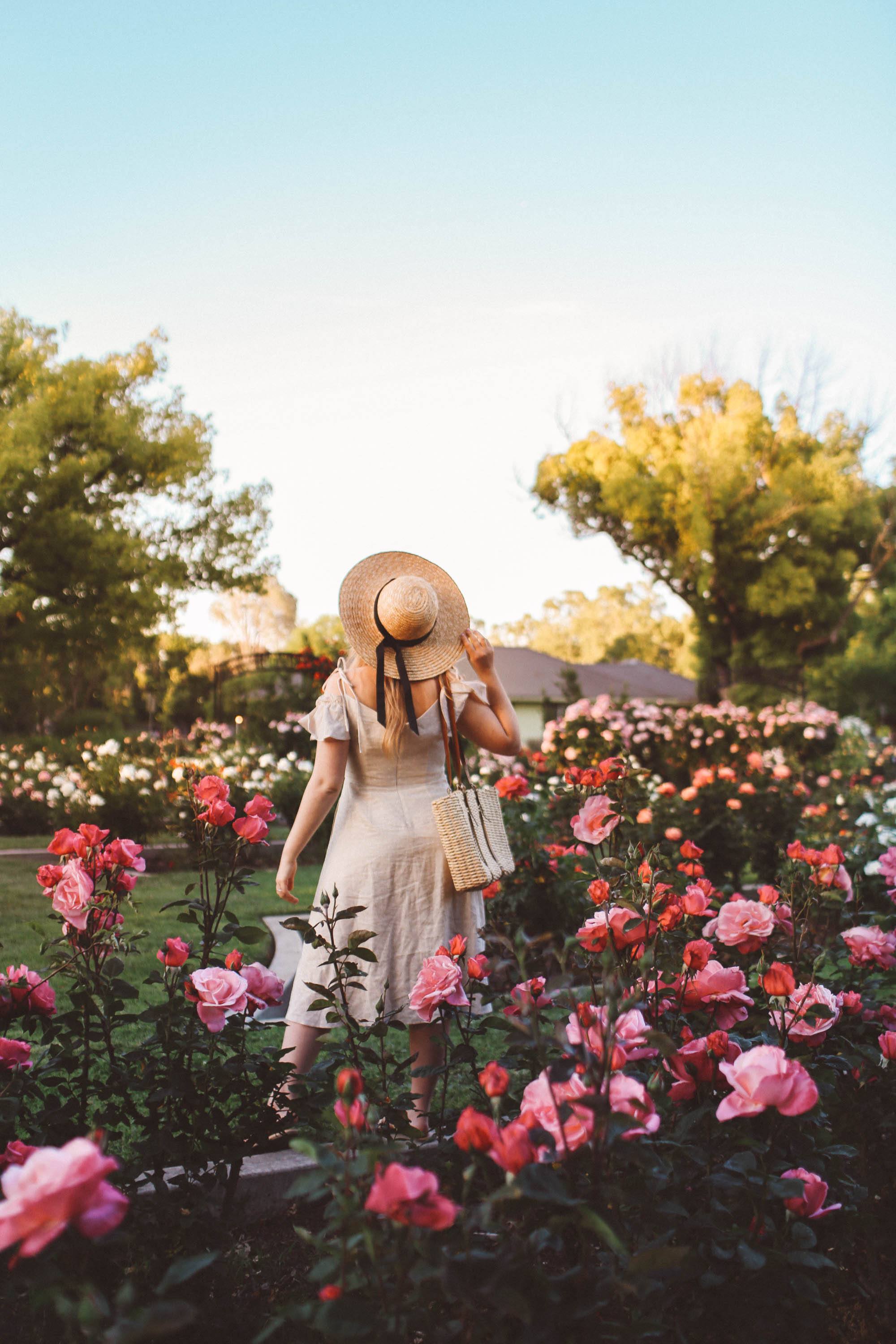 gal meets glam line white dress rose garden