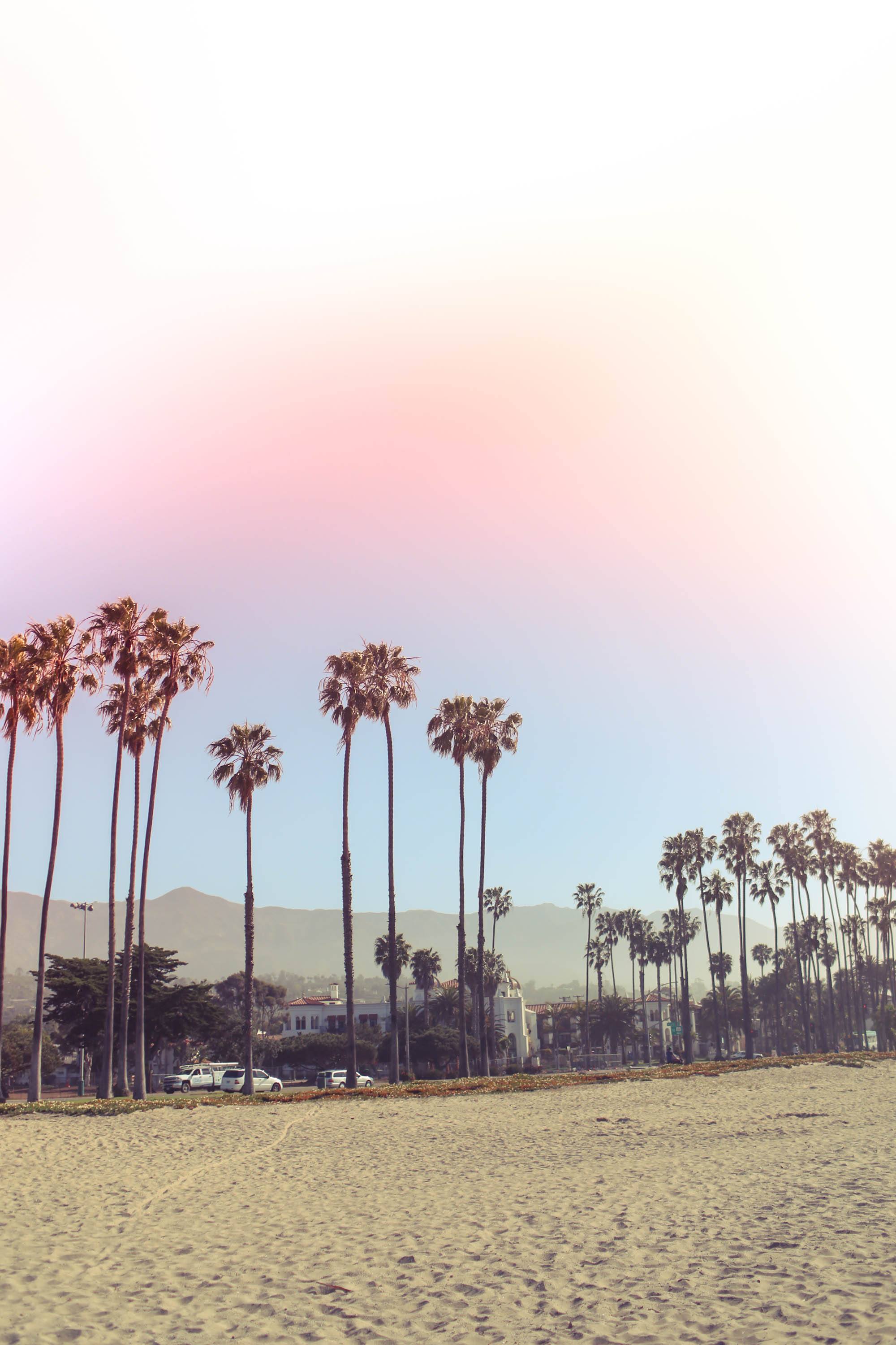 palm trees at West Beach in Santa Barbara