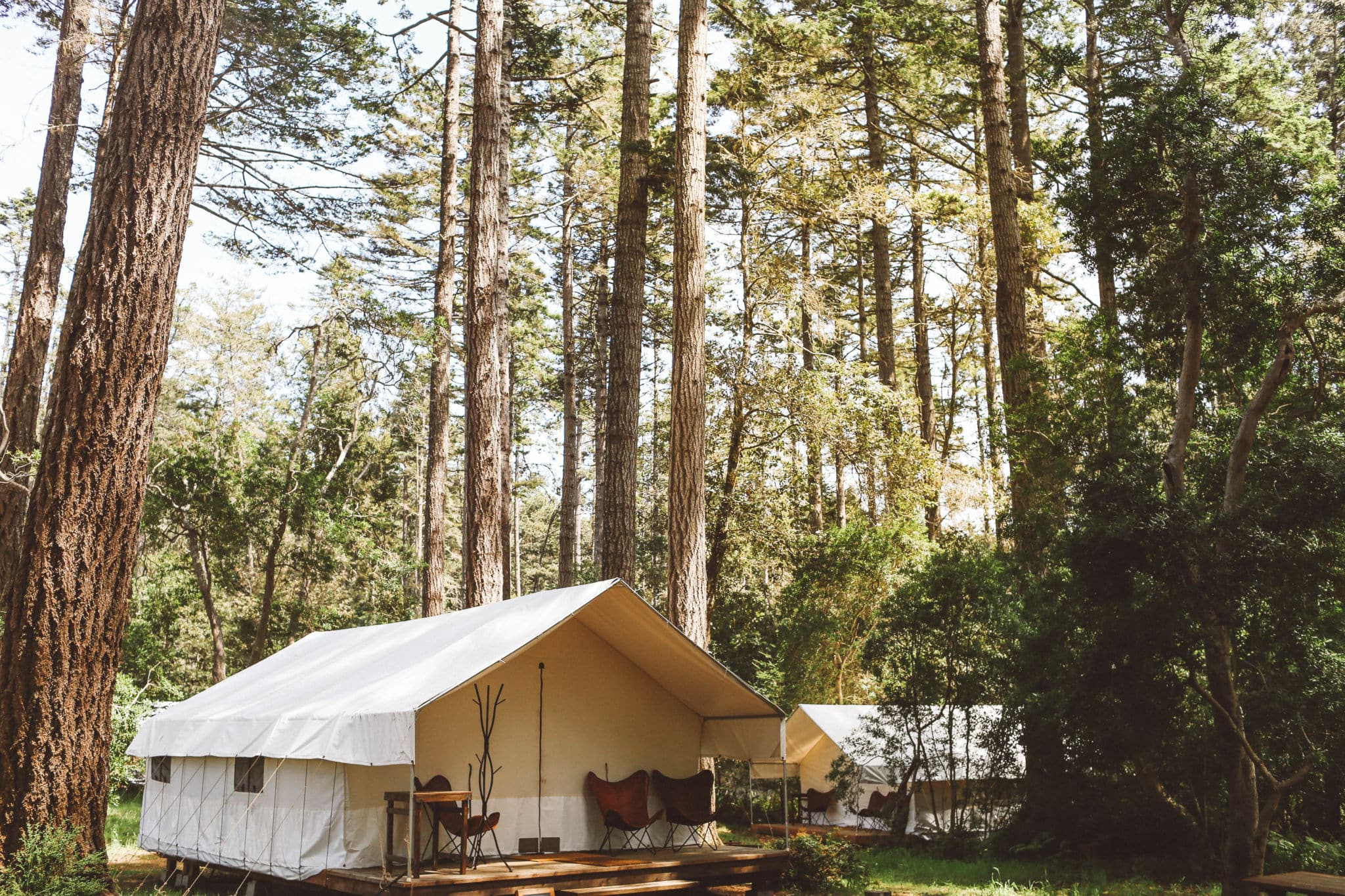 Glamping tent among fir trees