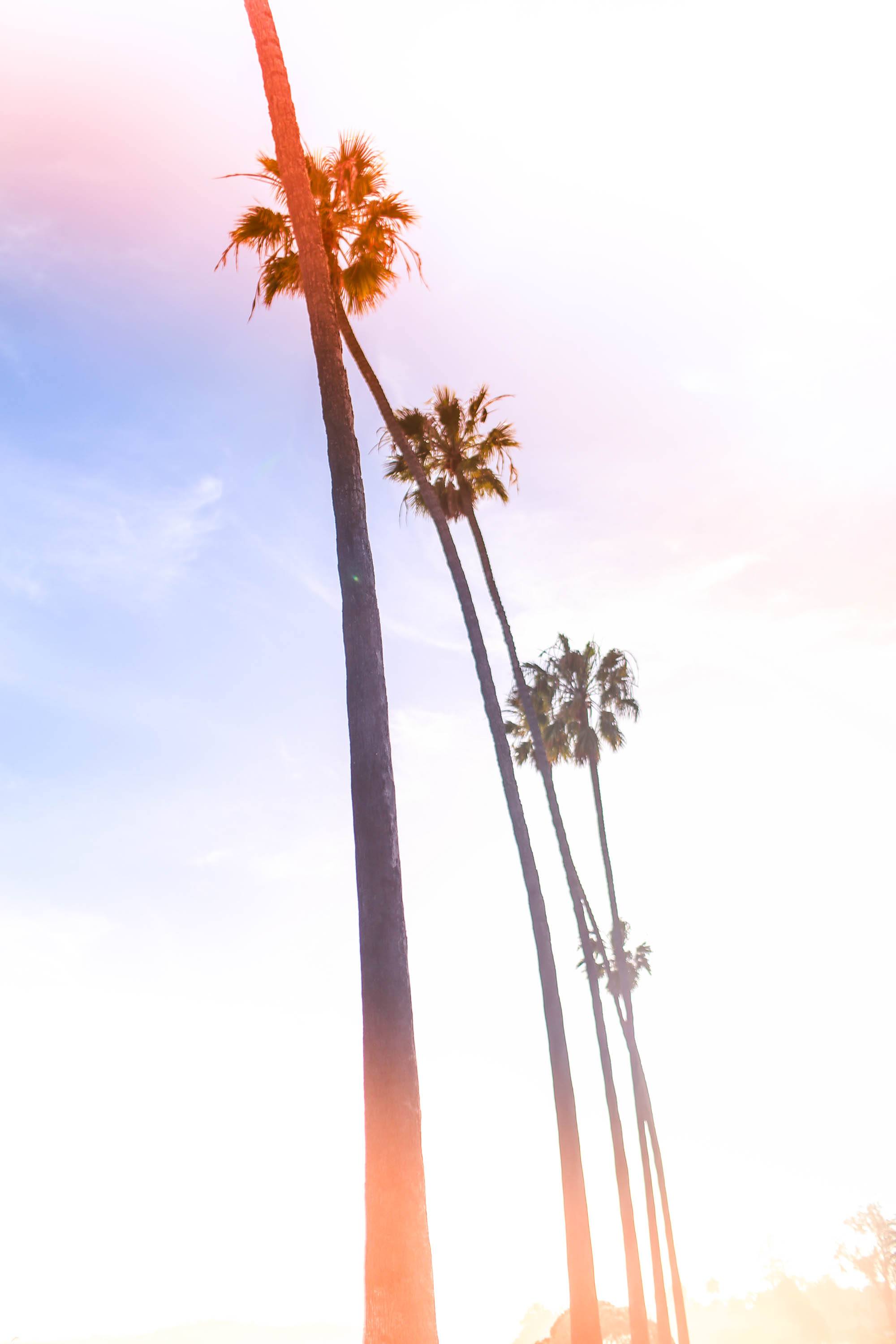 Palm trees reaching for the sky in Santa Barbara