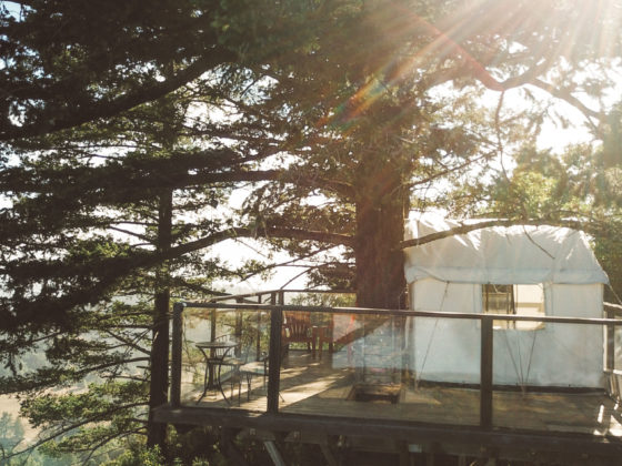 Treehouse Airbnb