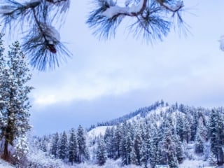 Leavenworth reindeer farm