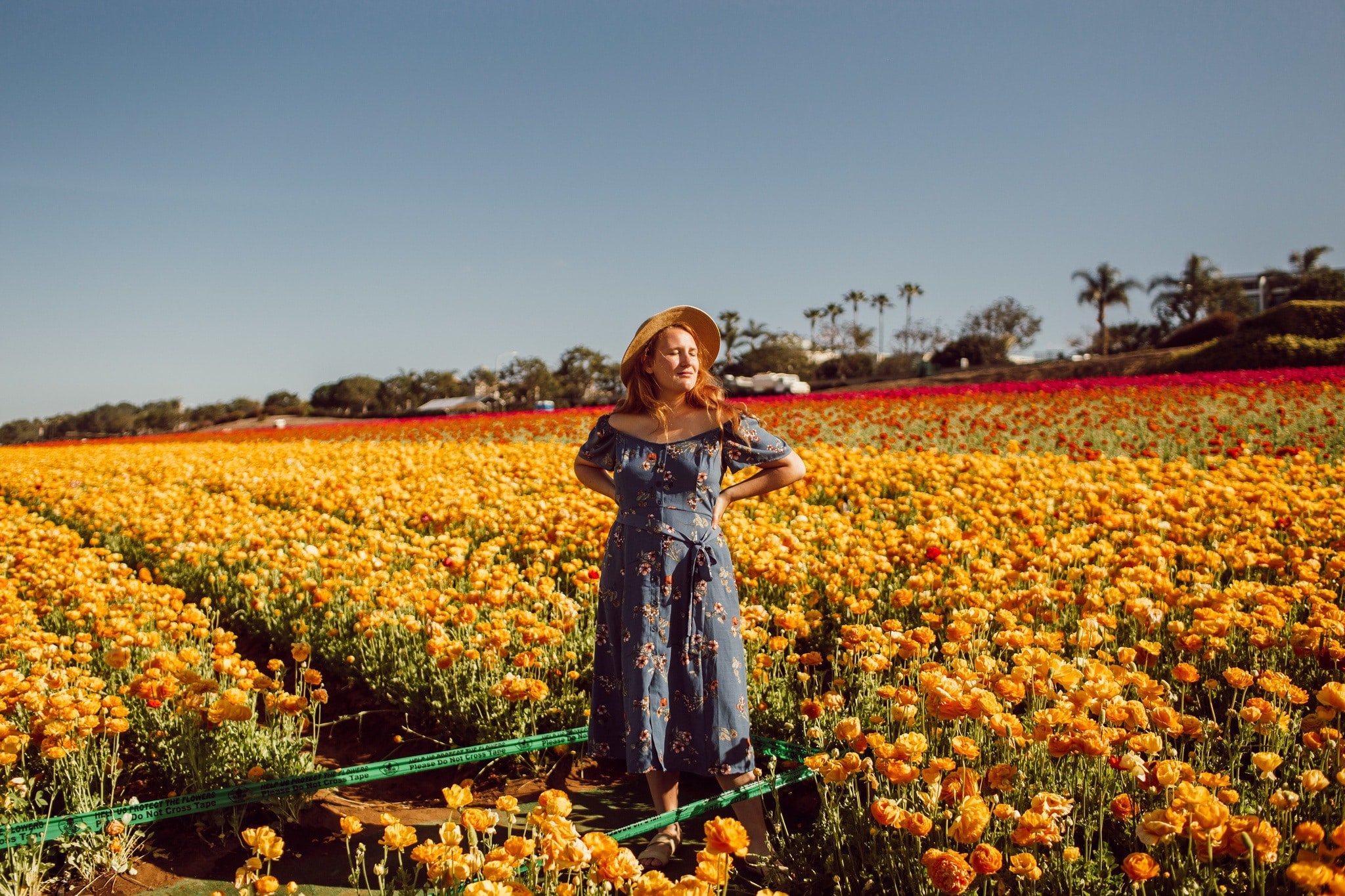 Carlsbad Flower Fields - A Complete Guide — This Life Of Travel