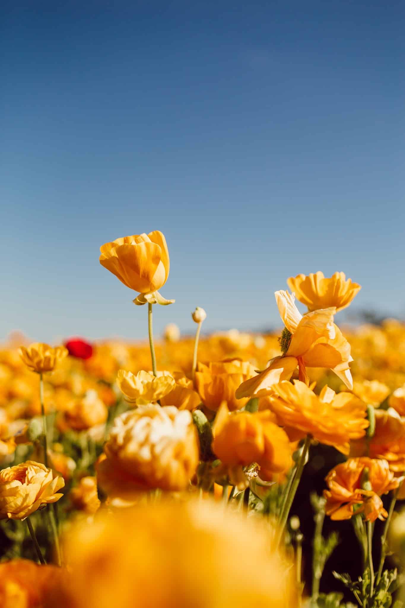 Flower Fields Carlsbad: This Is the Best Time To Visit + A Visitors Guide