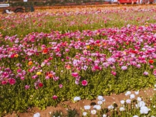 White, pink and orange flowers lining the Carlsbad Flower Field