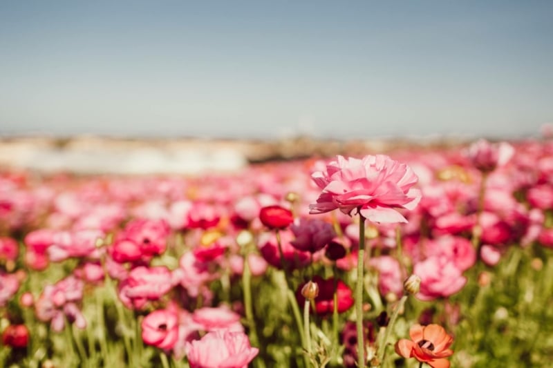 Pink Flowers at the Carlsbad Flower Field