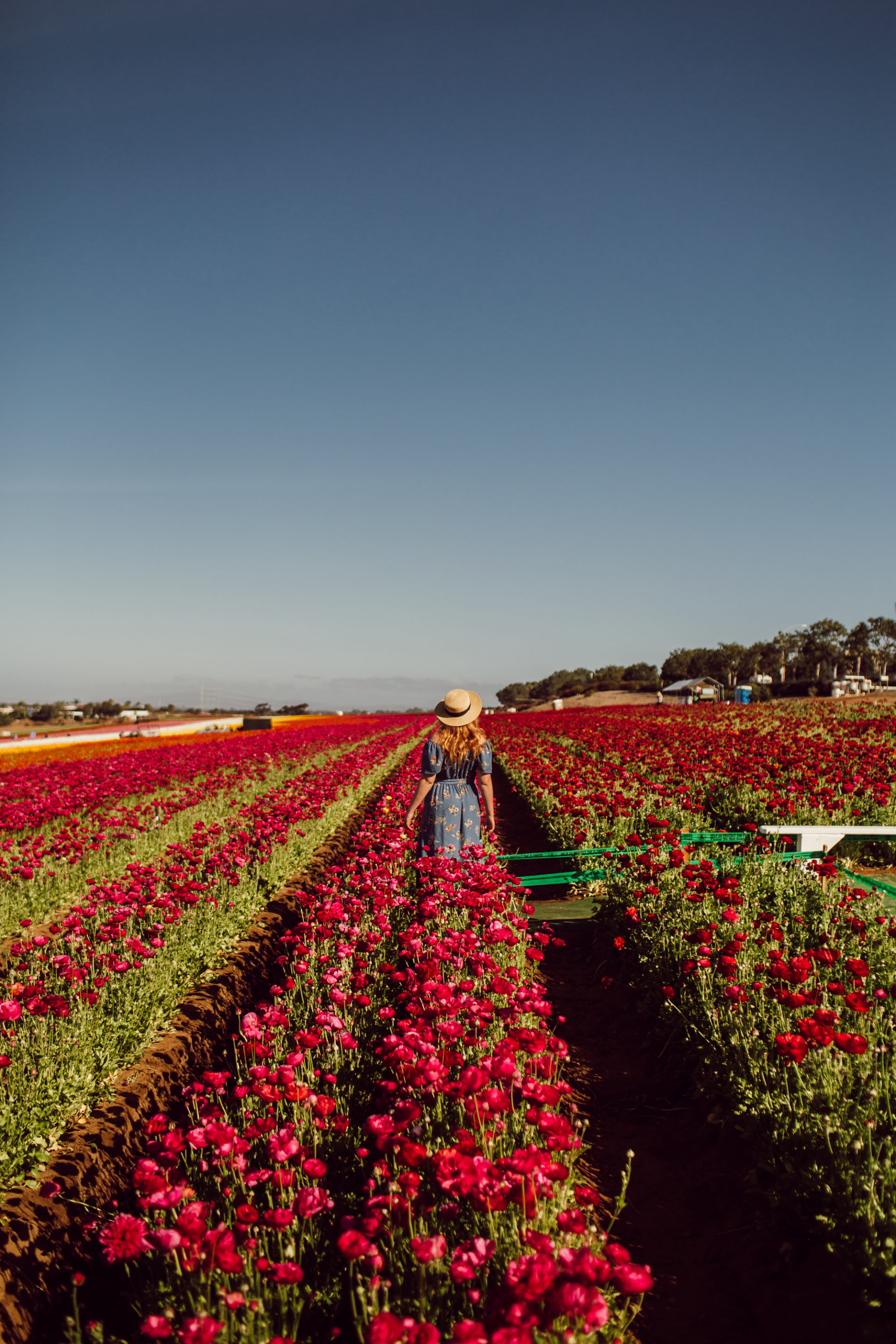 Flower Fields Carlsbad This Is the Best Time To Visit + A Visitors Guide