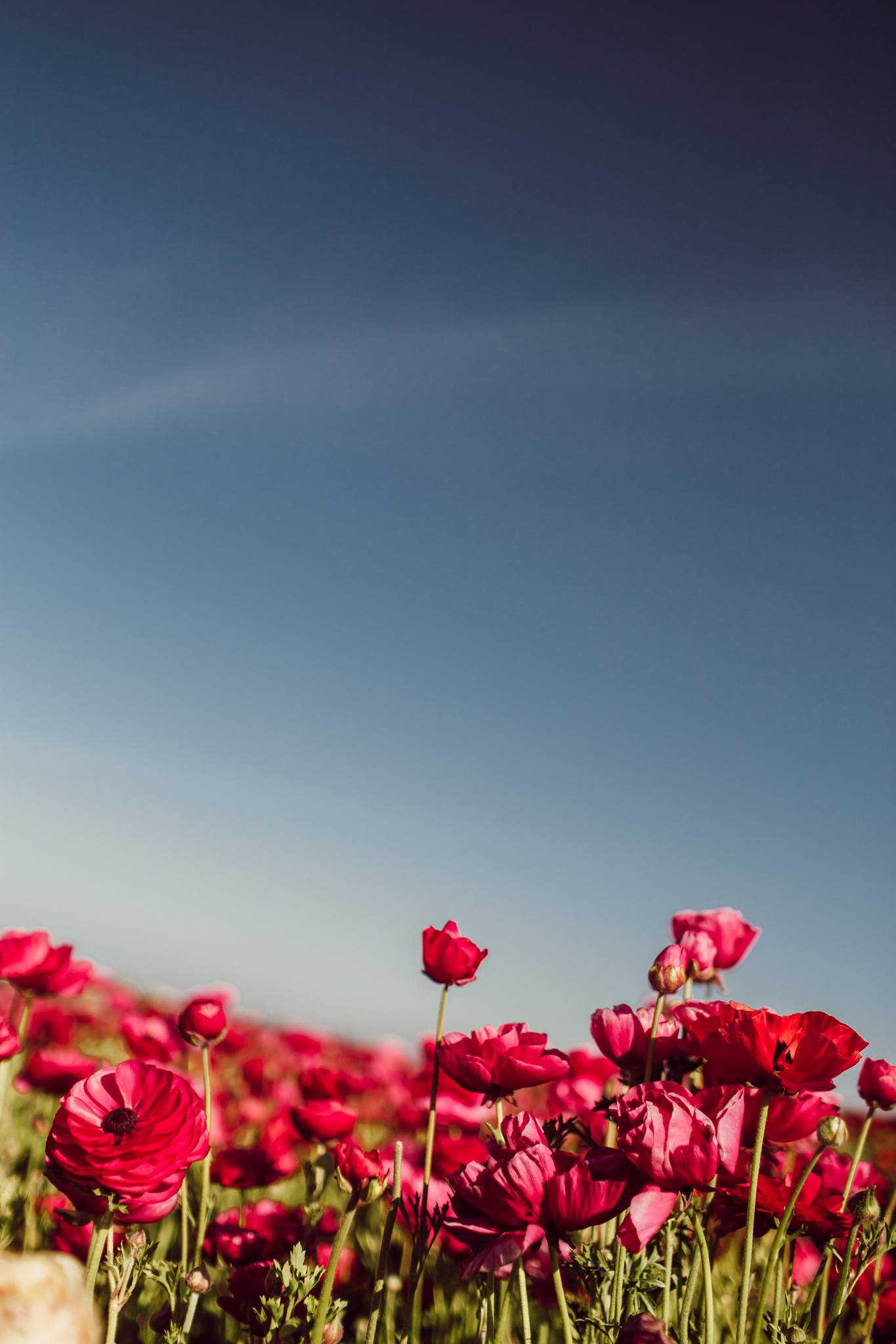 Red Flowers at the Carlsbad Flower Field