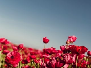 Red Flowers at the Carlsbad Flower Field