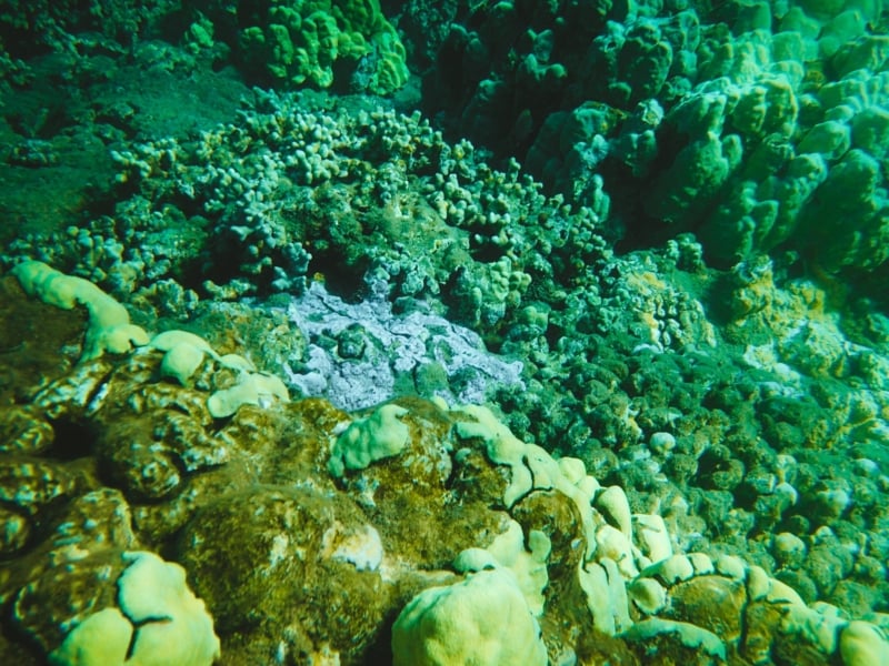 Snorkel Maui Hawaii Cruise - coral reef